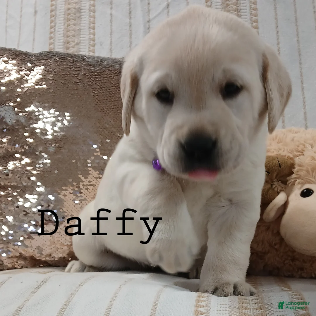 Labrador Retriever dogs for sale: DAFFY - Ad 3