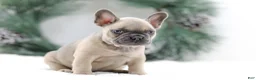 French Bulldog dogs for sale: Kallie - Ad 7