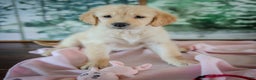 Golden Retriever dogs for sale: Pink - Ad 6