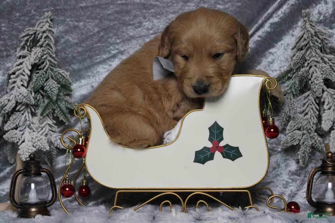 Golden Retriever dogs for sale: Frosty  - Ad 2