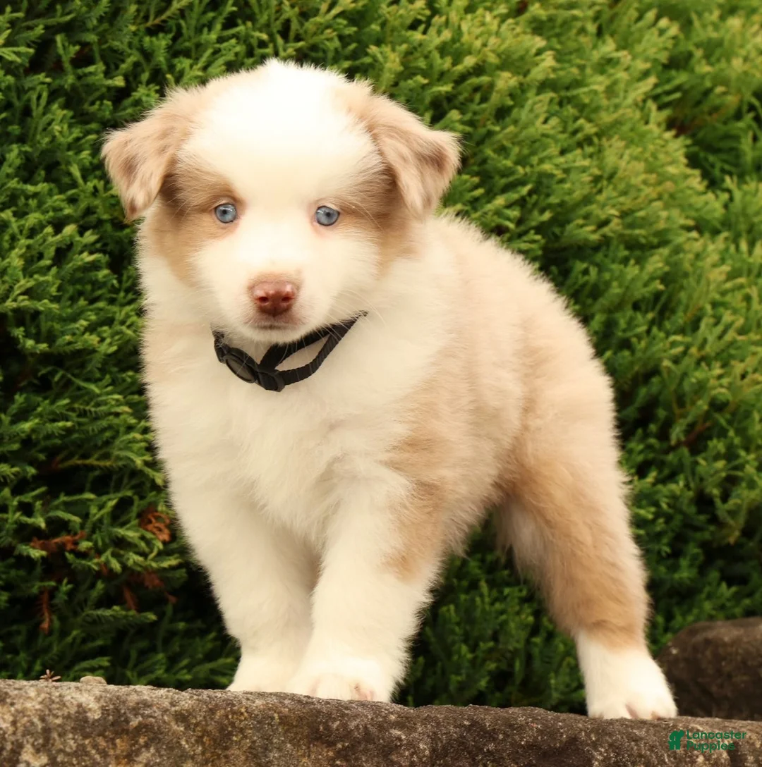 Miniature Australian Shepherd dogs for sale: Fritz - Ad 1