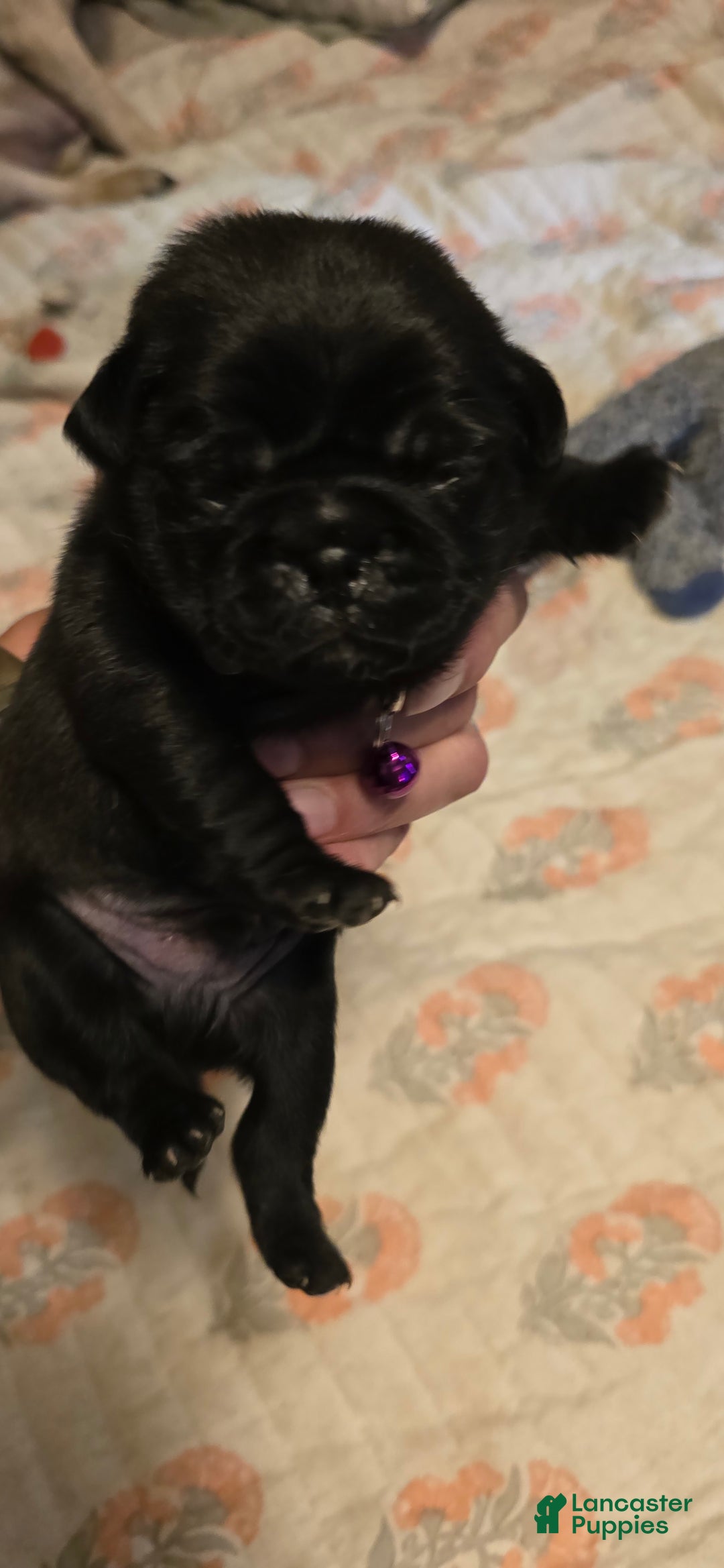 Pug dogs for sale: David Lee - Ad 1