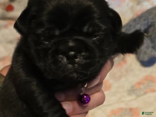 Pug dogs David Lee - Ad 40