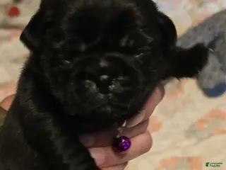 Pug dogs David Lee - Ad 25