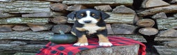 Greater Swiss Mountain Dog dogs for sale: Gloria - Ad 11