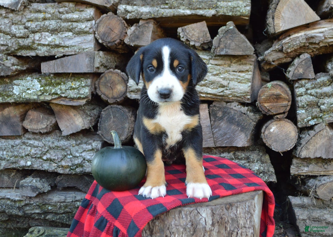 Greater Swiss Mountain Dog dogs for sale: Gloria - Ad 11