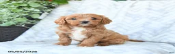 Cavapoo dogs for sale: Bella   - Ad 1