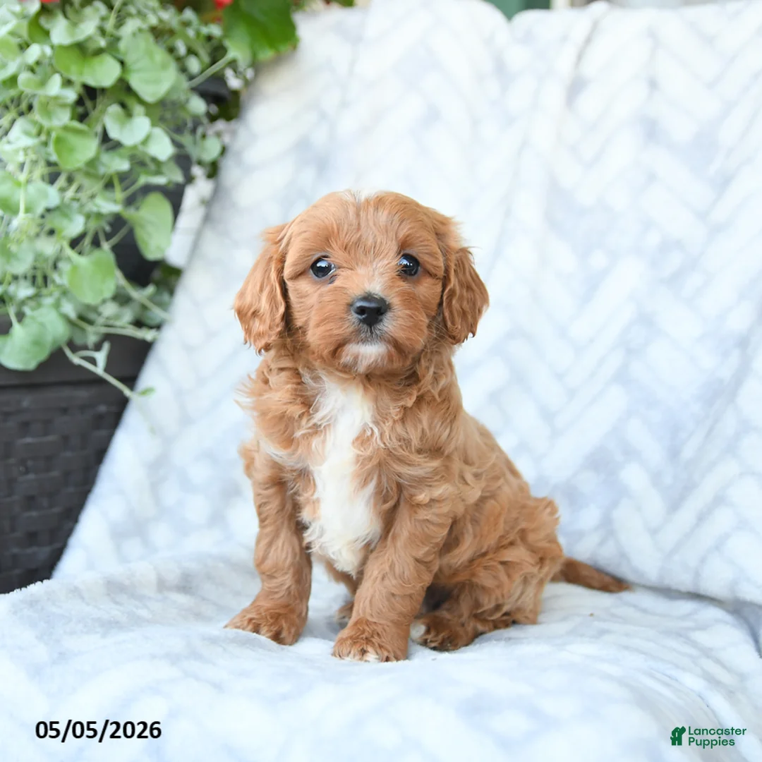 Cavapoo dogs for sale: Bella   - Ad 1