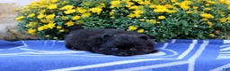 Pomeranian dogs for sale: Gomer - Ad 4