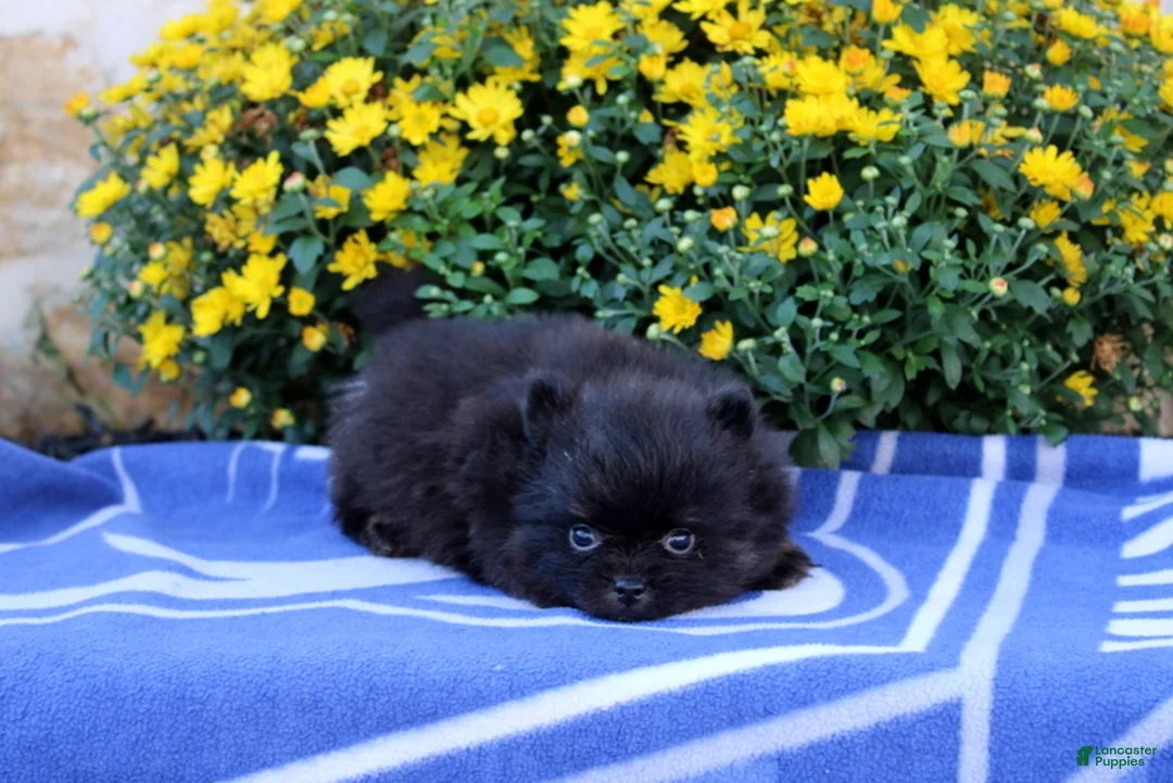 Pomeranian dogs for sale: Gomer - Ad 4