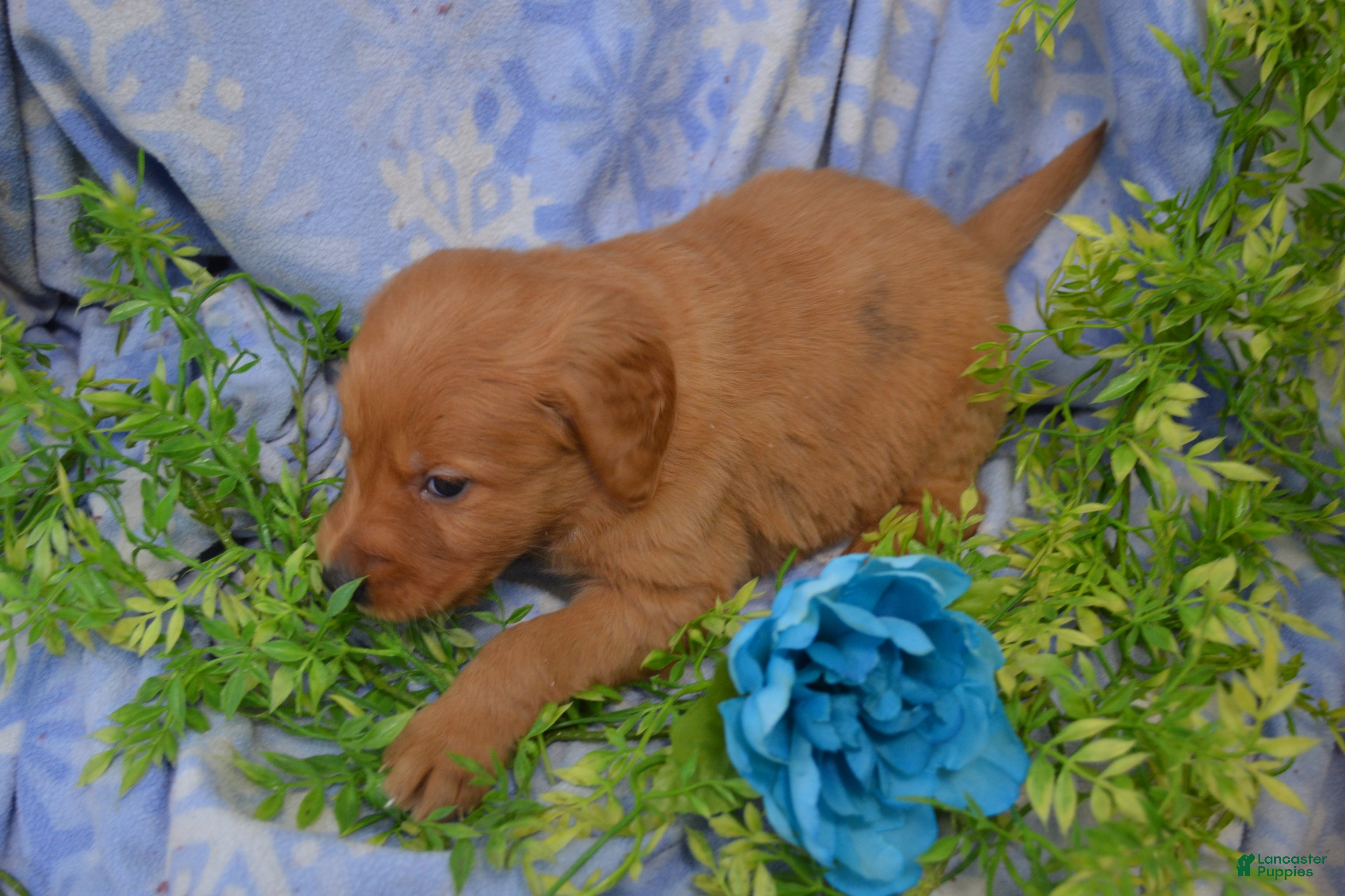 Golden Retriever dogs Archie - Ad 21