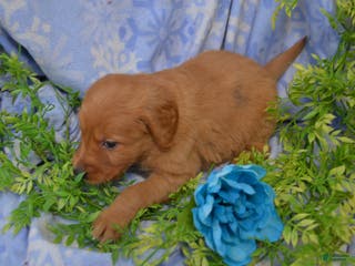 Golden Retriever dogs Archie - Ad 21