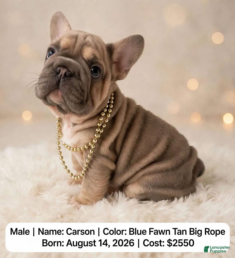 French Bulldog dogs for sale: Carson - Ad 17