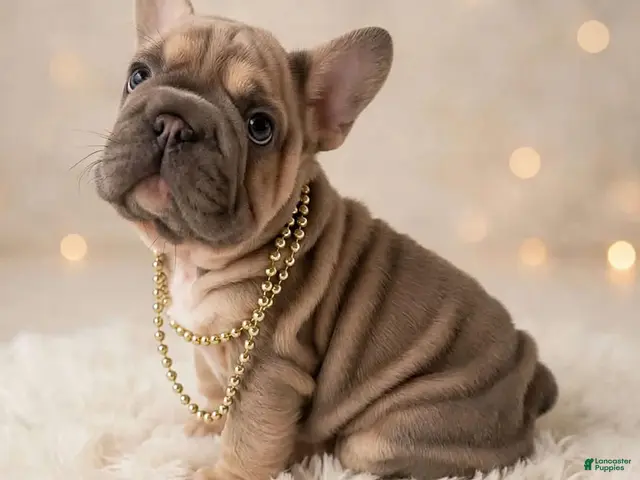 French Bulldog dogs for sale: Carson - Ad 17