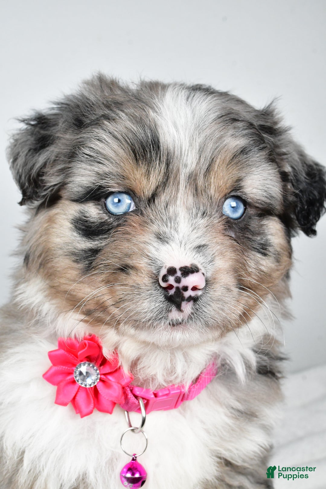 Mixed Breed dogs for sale: Pansy - Ad 9