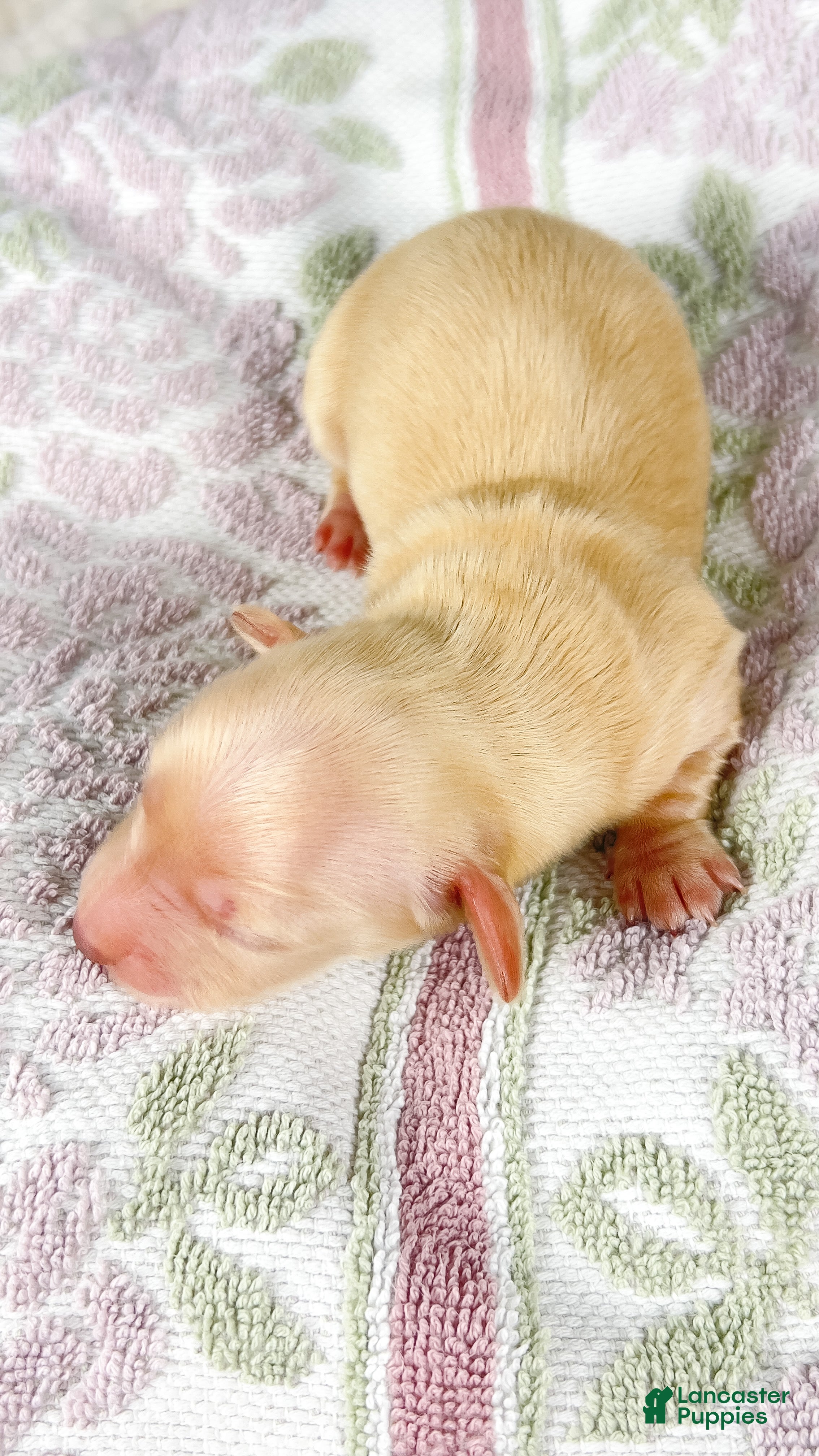 Miniature Dachshund dogs Vanilla - Ad 15