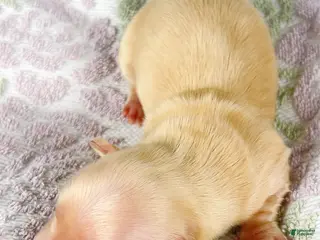 Miniature Dachshund dogs Vanilla - Ad 7