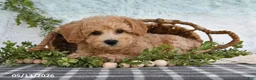 Bichpoo dogs for sale: Hero - Ad 5