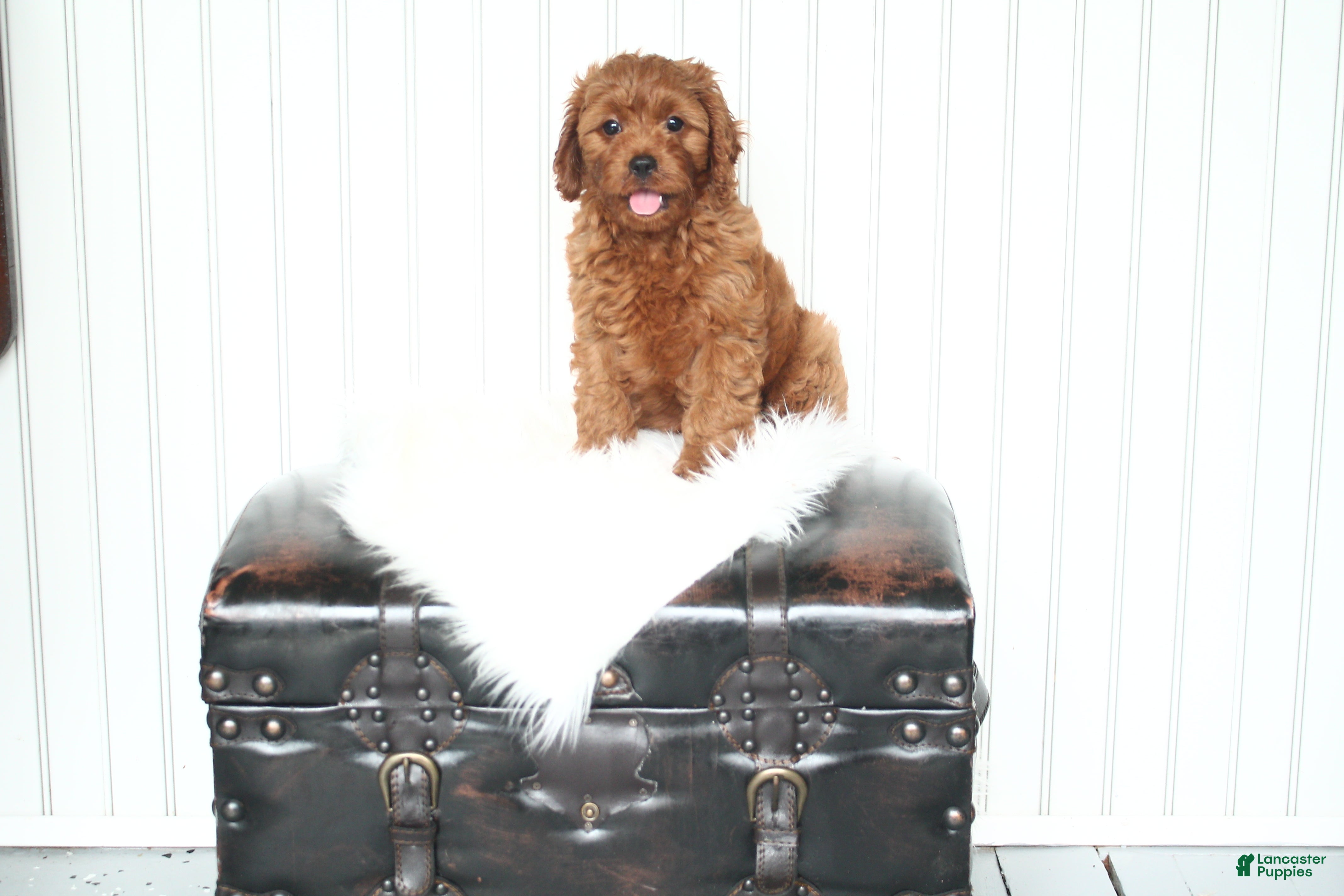 Cavapoo dogs Archer - Ad 1