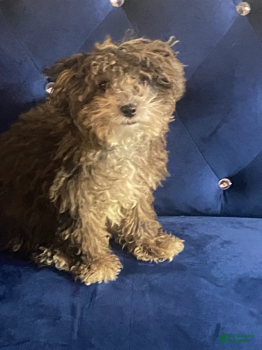 Miniature Poodle dogs for sale: Miniature Poodle 2 - Ad 1