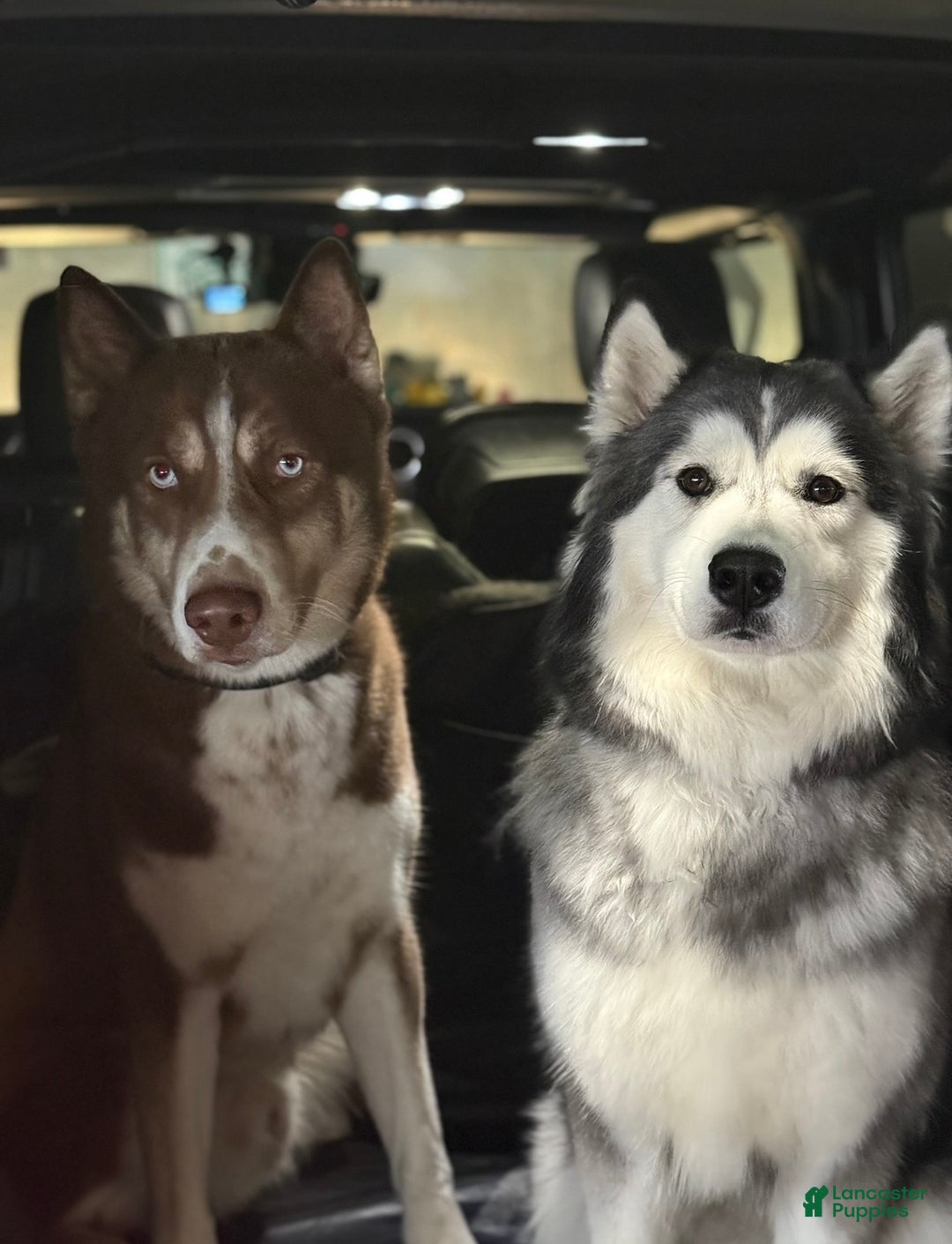 Siberian Husky dogs for sale: Gaia - Ad 9