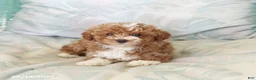 Maltipoo dogs for sale: Silas - Ad 3