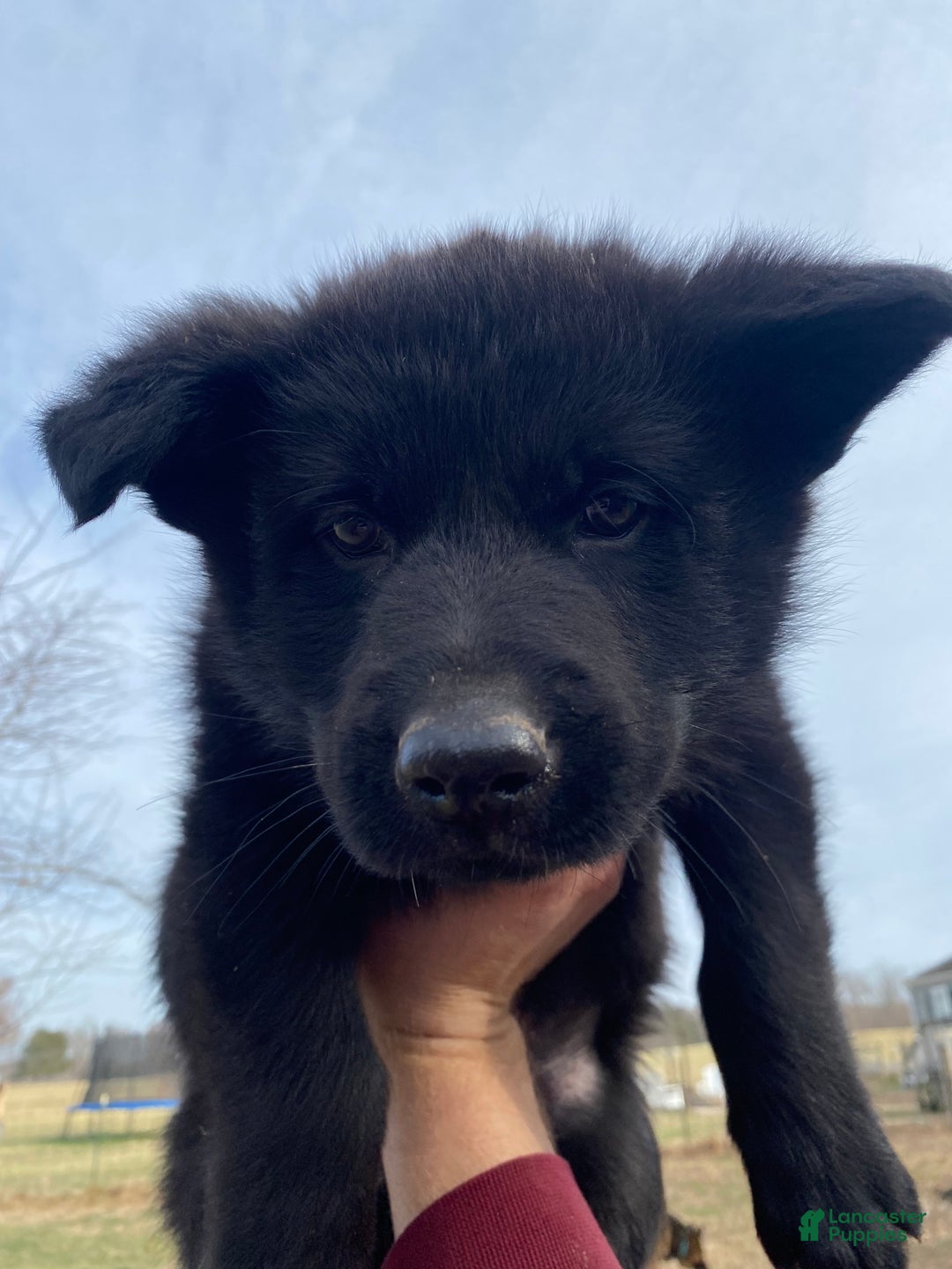 German Shepherd dogs for sale: German Shepherd Puppy 1 - Ad 1