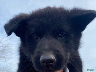 German Shepherd dogs German Shepherd Puppy 1 - Ad 17