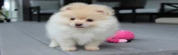Pomeranian dogs for sale: Cassie - Ad 13