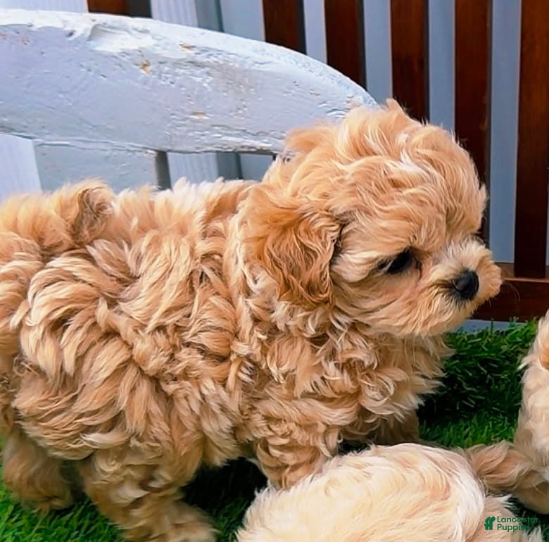 Maltipoo dogs Maltipoo Mia - Ad 2