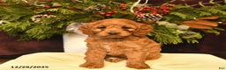 Cockapoo dogs for sale: Sage  - Ad 3