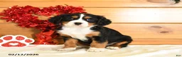 Miniature Bernese Mountain Dog dogs for sale: Valentine - Ad 1
