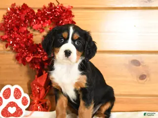 Miniature Bernese Mountain Dog dogs Valentine - Ad 3
