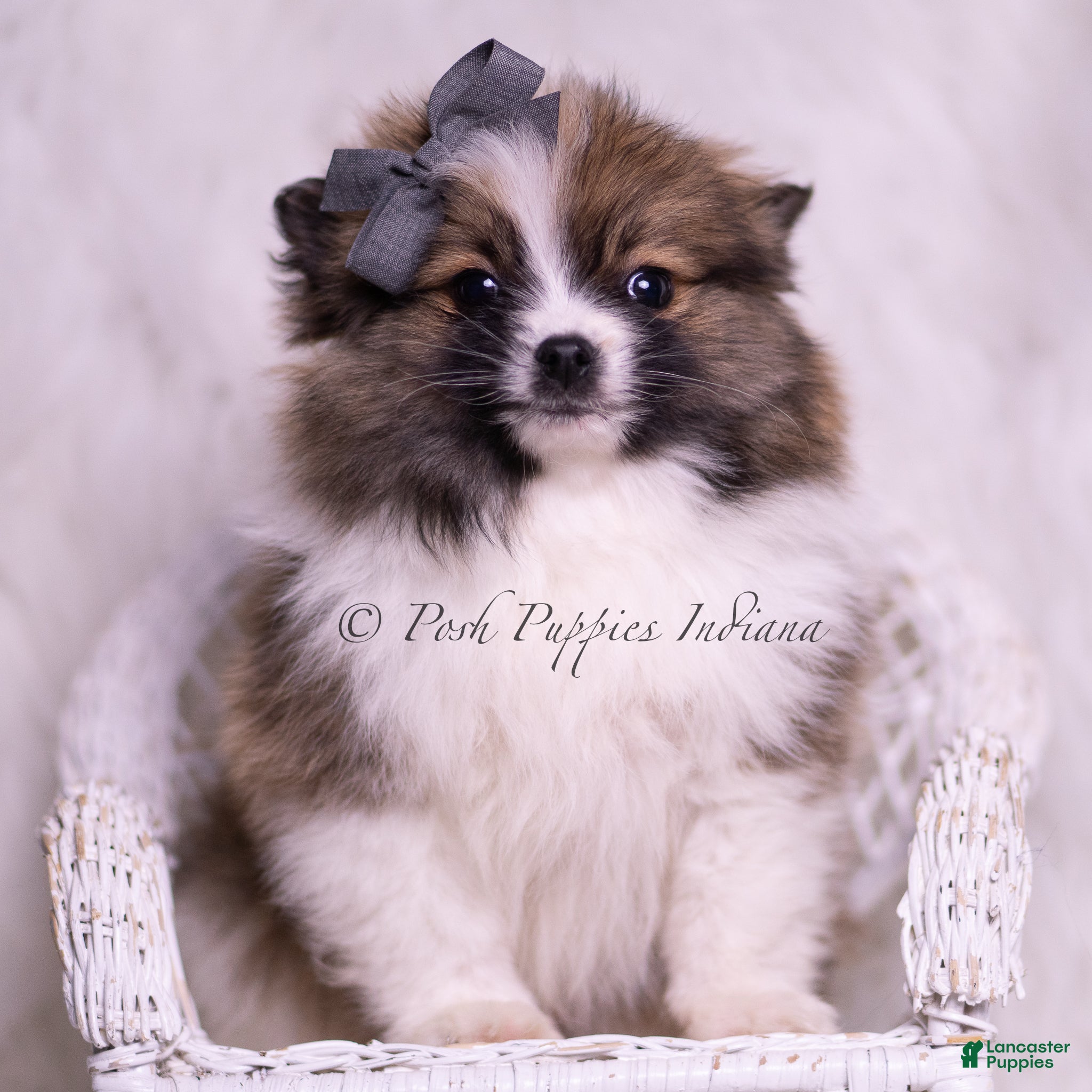 Pomeranian dogs Teddy Bear - Ad 36