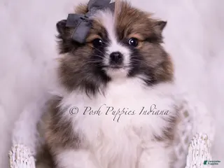 Pomeranian dogs Teddy Bear - Ad 36