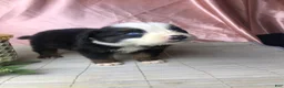 Australian Shepherd dogs for sale: Australian Shepherd 1 (Panda)  - Ad 4