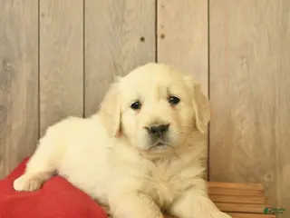 Golden Retriever dogs Goldie - Ad 15