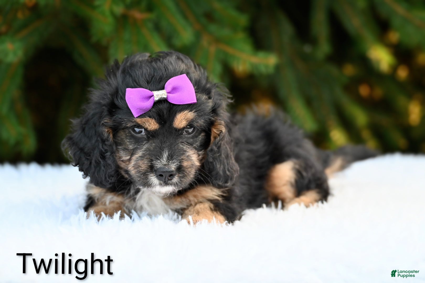 Cavapoo dogs Twilight - Ad 2
