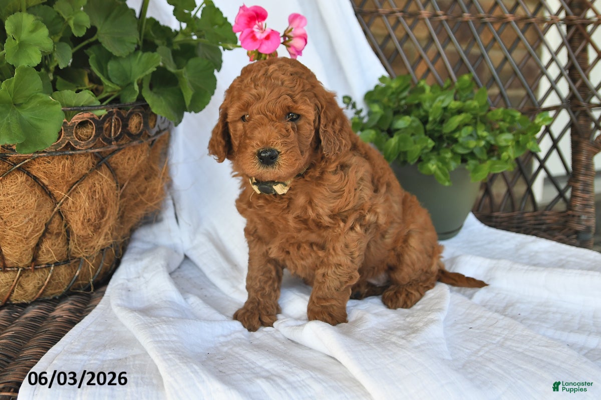 Mini Goldendoodle dogs Musket - Ad 2