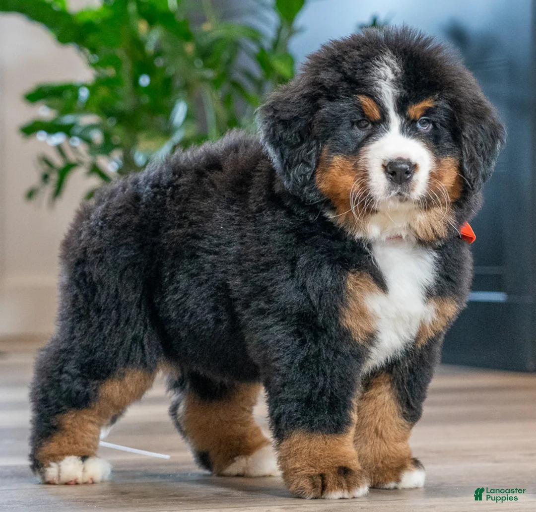 Bernese Mountain Dog dogs for sale: Harper - Ad 2