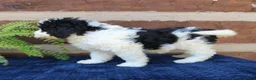 Mini Bernedoodle dogs for sale: Rambo  - Ad 3