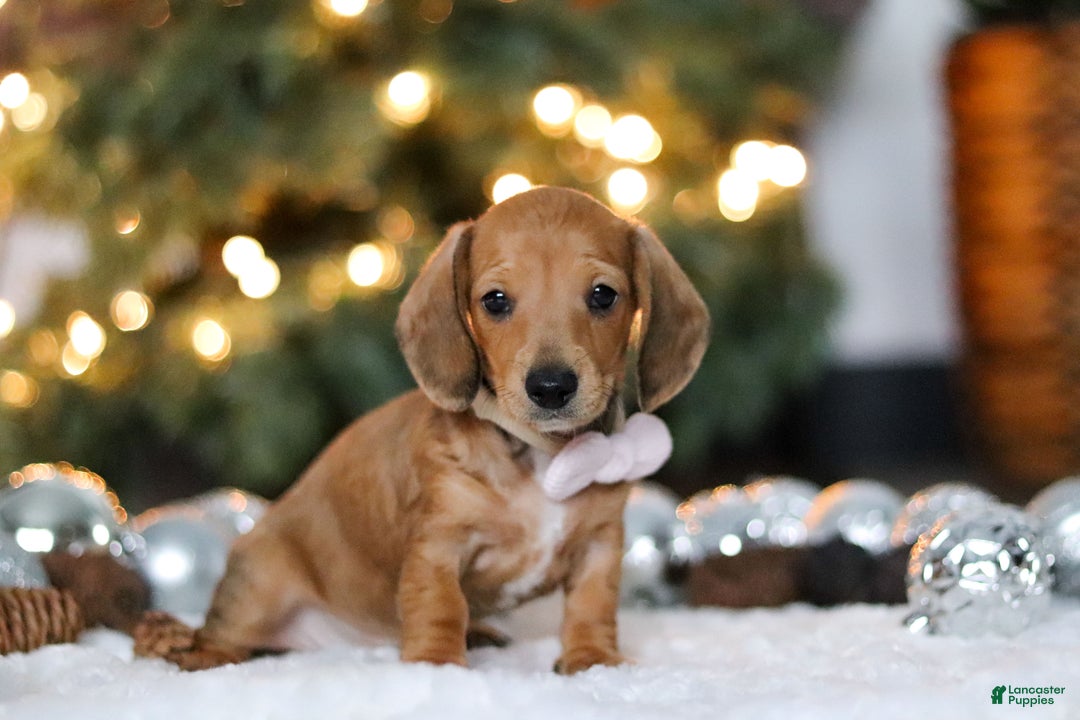 Miniature Dachshund dogs for sale: Willow - Ad 4