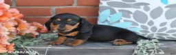 Miniature Dachshund dogs for sale: Fifi - Ad 3