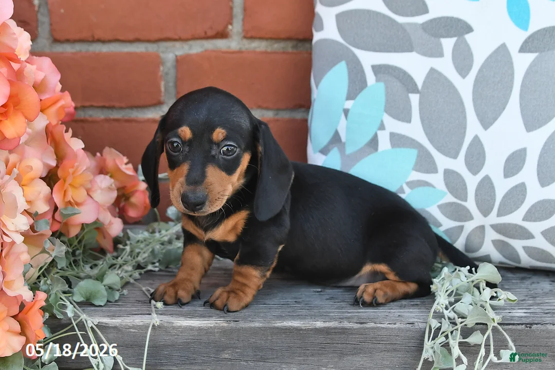 Miniature Dachshund dogs for sale: Fifi - Ad 3
