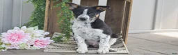 Mixed Breed dogs for sale: Bennett - Ad 4