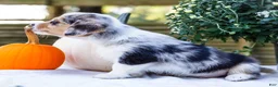 Mixed Breed dogs for sale: Coco - Ad 23