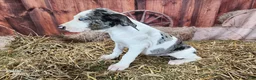 Catahoula Leopard Dog dogs for sale: Angel 2025 Female 1 - Ad 15