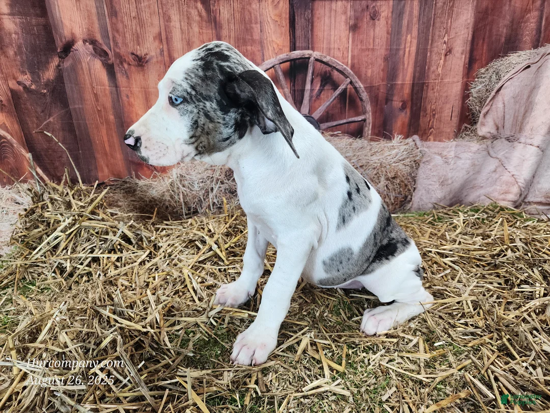Catahoula Leopard Dog dogs for sale: Angel 2025 Female 1 - Ad 15