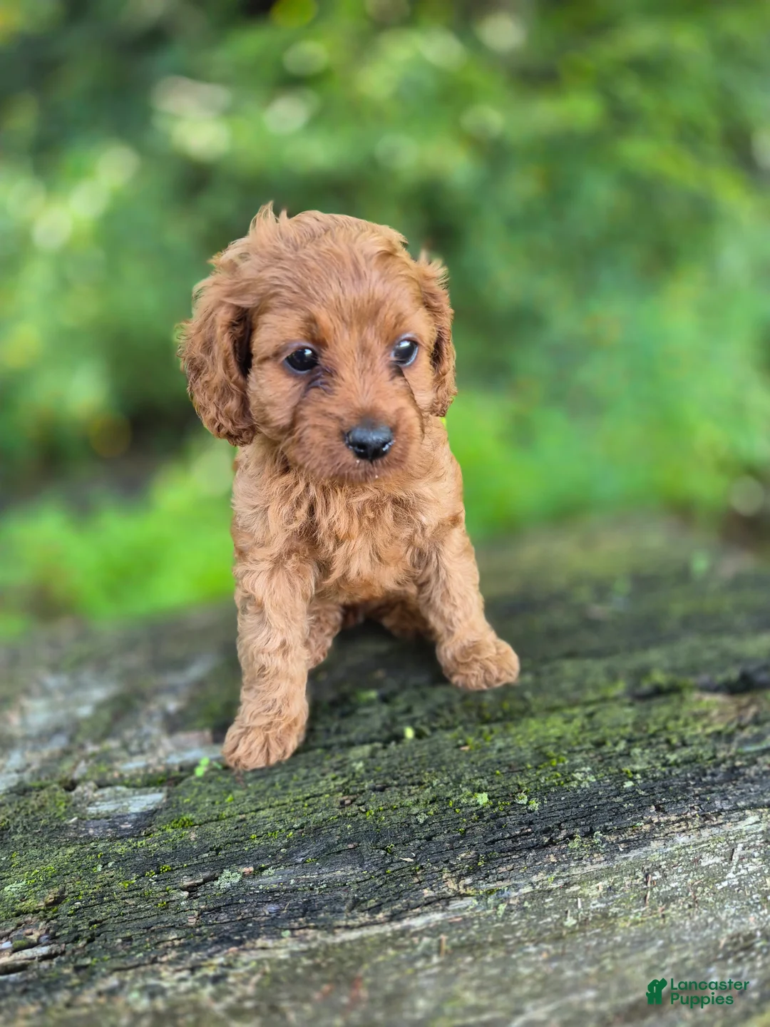 Cavapoo dogs for sale: Carly - Ad 1