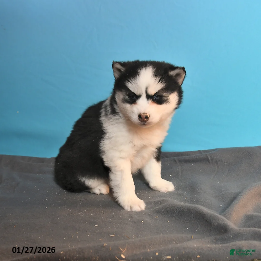 Pomsky dogs for sale: Daffodil - Ad 2